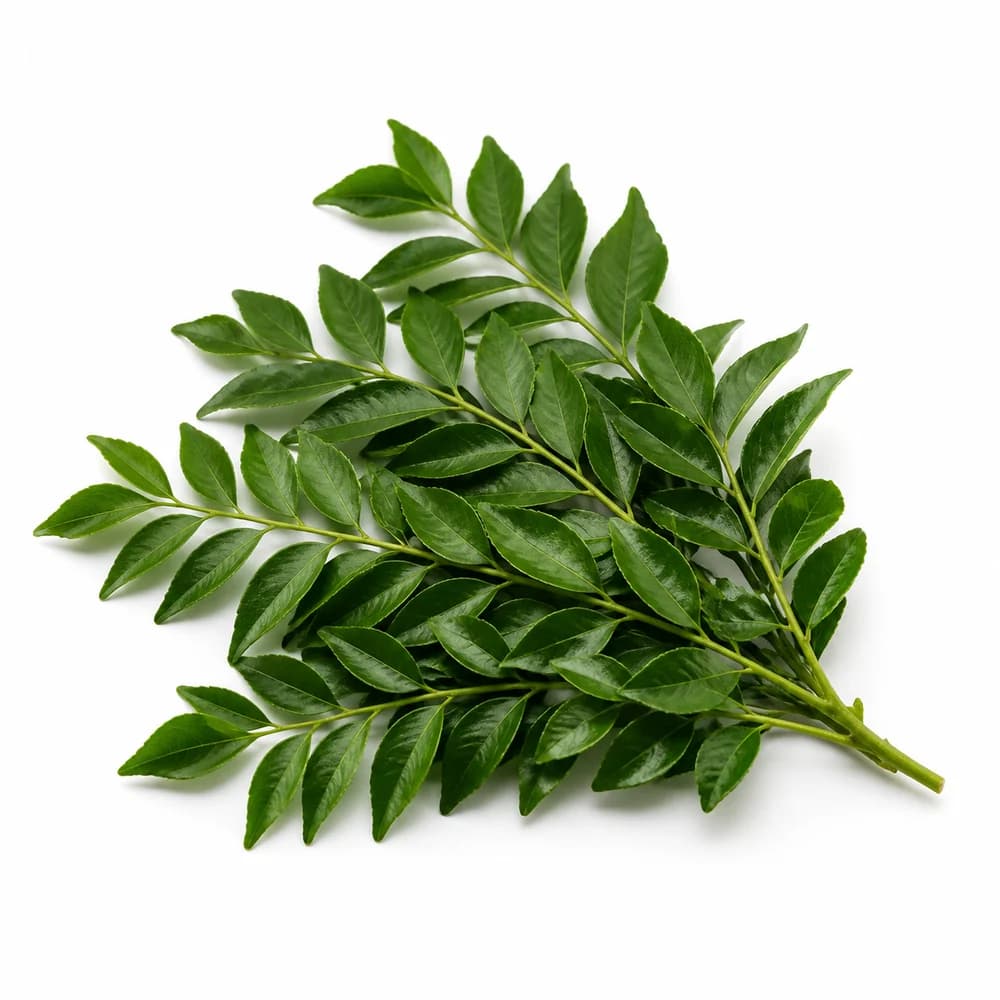 Fresh Curry Leaves — AI illustration