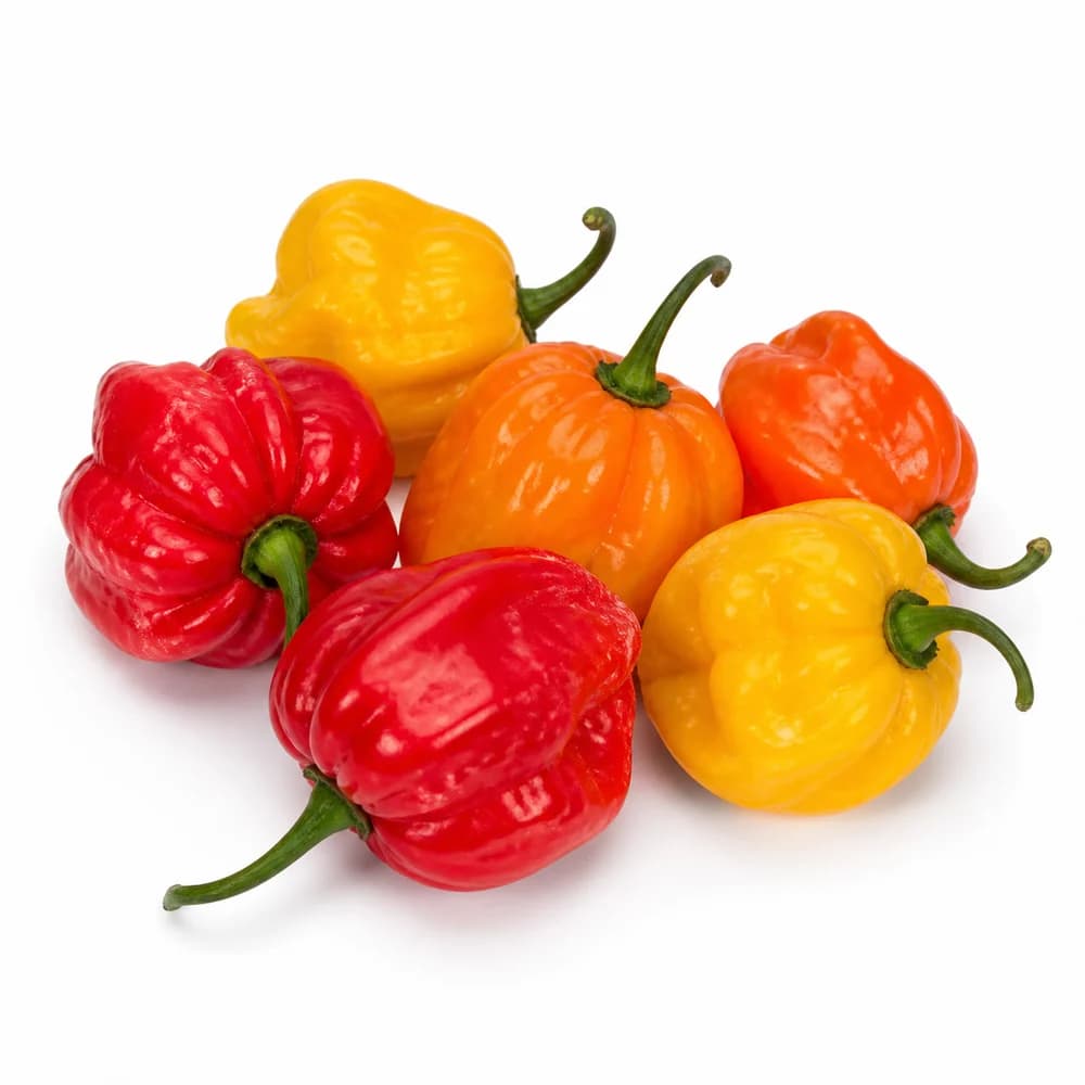 Scotch Bonnet Pepper — AI illustration